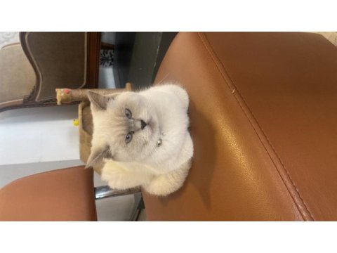 Sahiplendirilecek british shorthair kedimiz