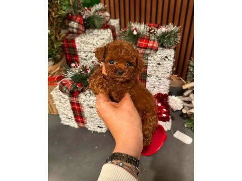 Allerji yapmayan ve tüy dökmeyen toy poodle yavruları