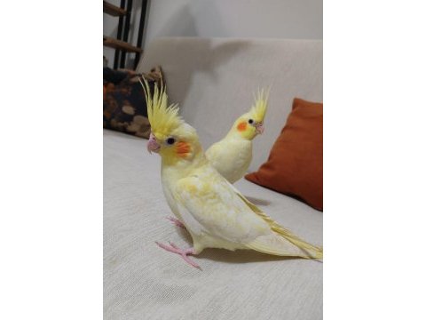 Yavru sultan papağanımız ele alışkın