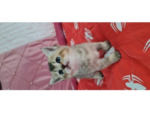 Golden british shorthair