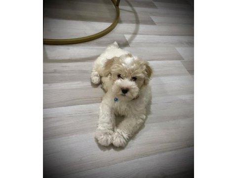 Maltipoo 70 günlük