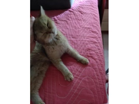 British shorthair kedisi