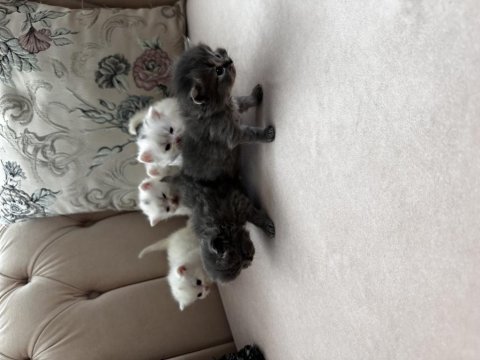 British longhair ve shorthair yavrular