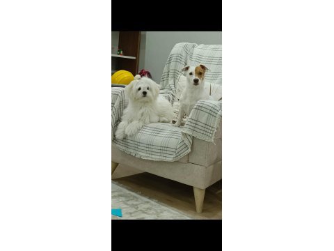 8 aylık orjinal dişi maltese terrier
