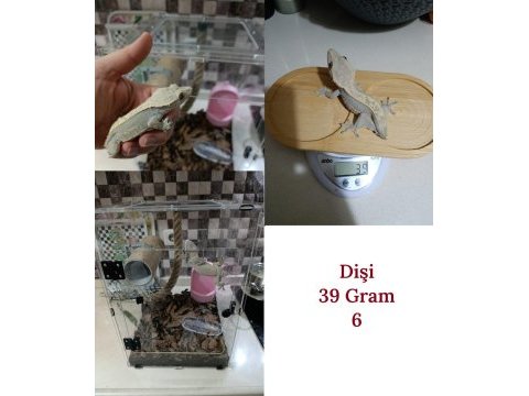 Sağlıklı sezona hazır crested gecko