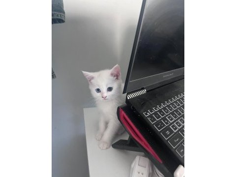 2 aylık british shorthair bebişlere yuva arıyorum