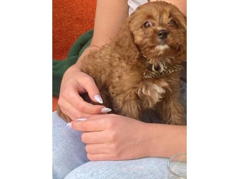 2 aylık maltipoo