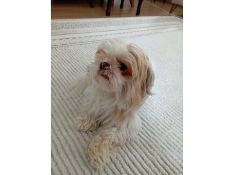 Shih tzu kızımı kızı görebilecek aile arıyorum