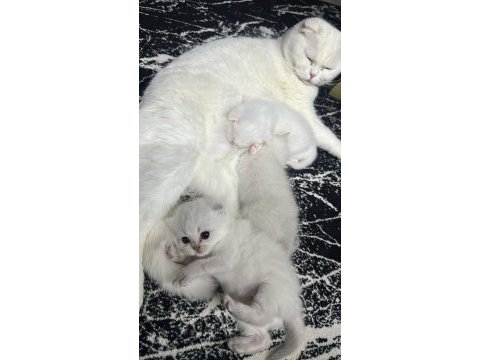 1.5 aylık erkek british shorthair