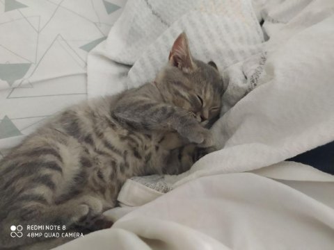 3.5 aylık british shorthair