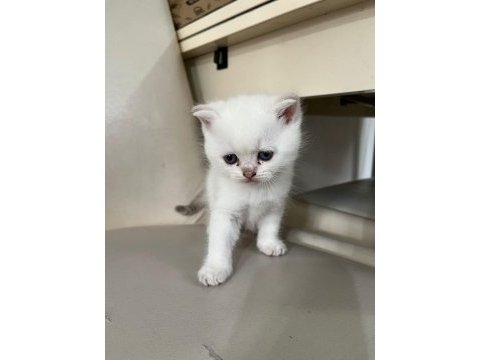 45 günlük british blue point yavrularım