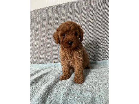 Minik pati poodle