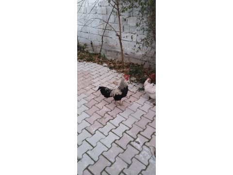 2 adet horoz tavukla takas olur