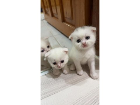 British shorthair scottish fold karışımı 4 dişi 1 erk