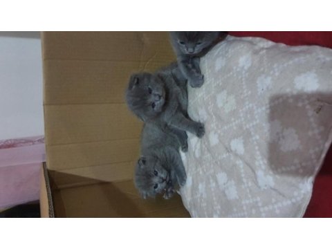 Safkan scottish fold
