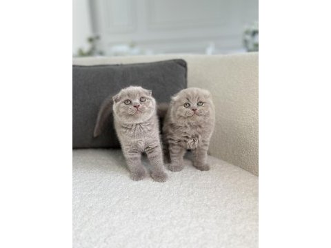 Show class scottish fold prensesler