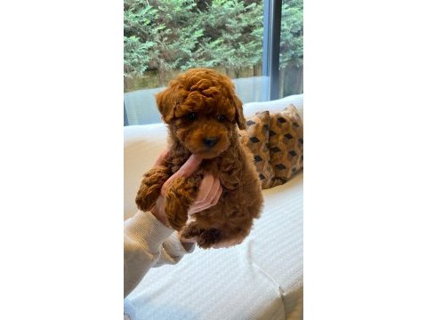 Poodle bebeklerimiz istanbul 