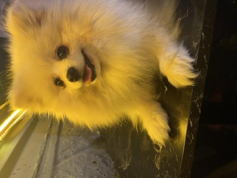 Pomeranian dişi 1,5 yaşında