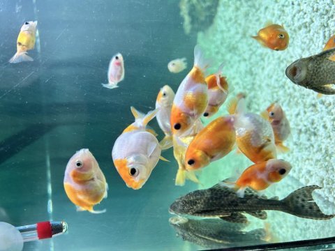 Ranchu japon balıklar