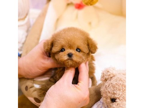 Super star toy poodle yavrularım