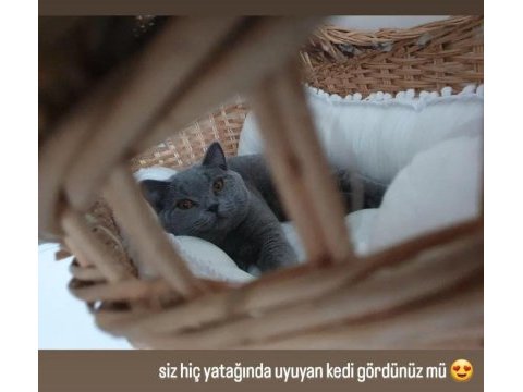 British shorthair