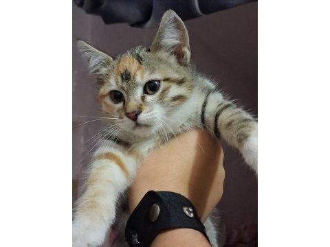 Eskisehir acil 3 aylık calico yavrular