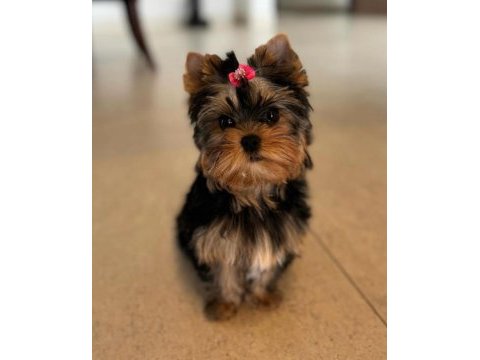 Tuvalet eğitimi tam minik yorkshire terrier