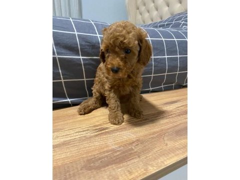 Uygun puan poodle yavrularımız