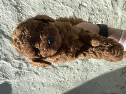 Uygun verilecek 60 günlük dişi ve erkek poodle