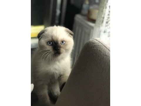 Sevgi dolu bir aileye scottish fold