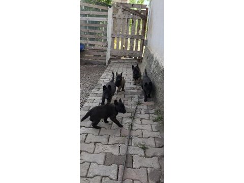 Safkan koyu renk full maskeli malinois