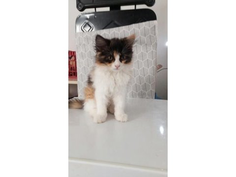 2.5 aylık british longhair yavru kedilere yuva arıyoruz