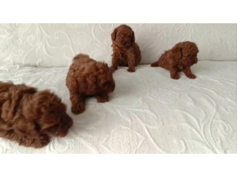 Irk ve sağlık garanti toy poodle yavrularımız