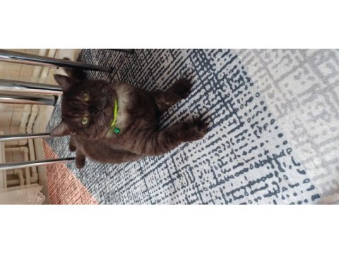 Cins british shorthair kedimiz