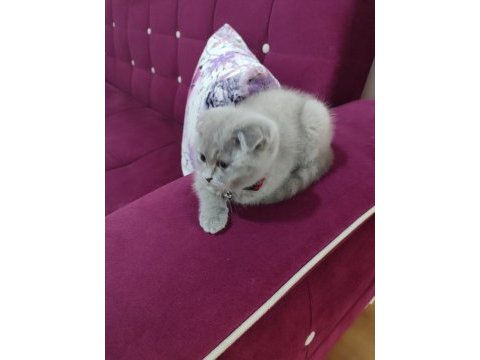 Scottish fold acil vermek istiyorum