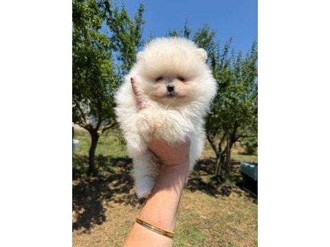Sağlık ve ırk garantili pomeranian boo ayıcık