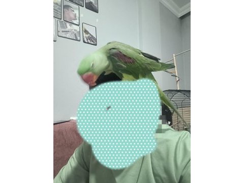 2 yaşında dişi omza kola alışık alexander papağanı