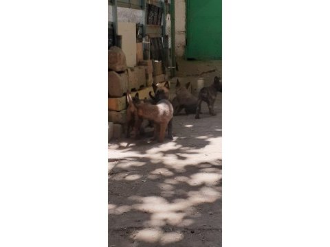 Belçika kurdu malinois yavru