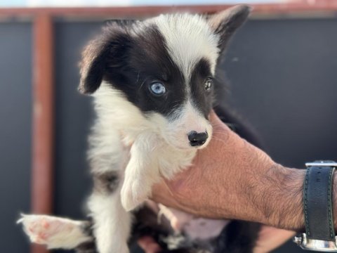 Show kalite safkan border collie yavrularımız