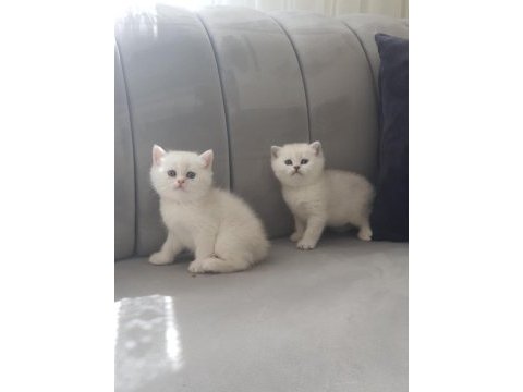 Kediler için wp iletişime geçin