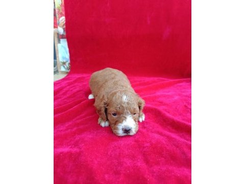 Maltipoo yavrular