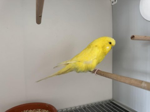 Jumbo dişi muhabbet kuşu