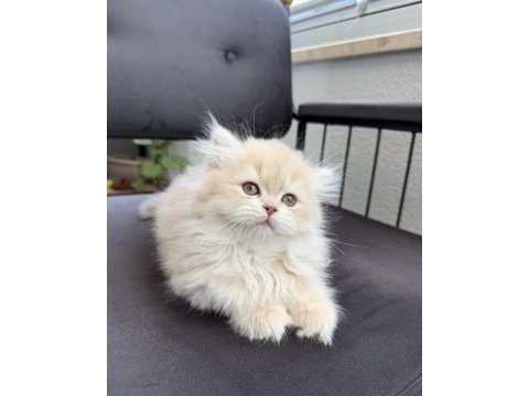 British longhair cy11 anne baba şecereli yavru