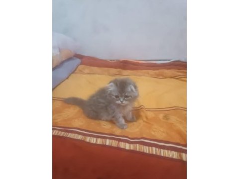 3 aylık scottish fold