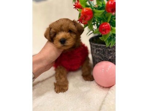 Tatlı maltipoo köpekler