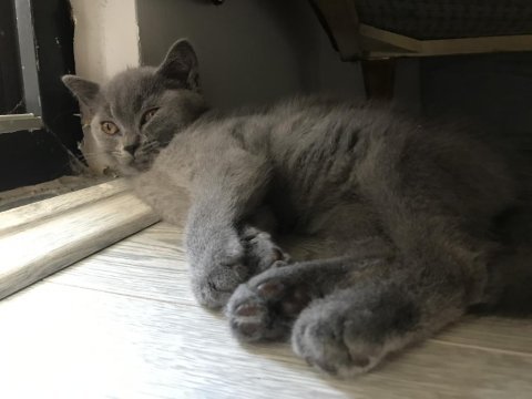 3 aylık british shorthair