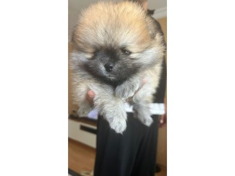 Sağlıklı pomeranian boo