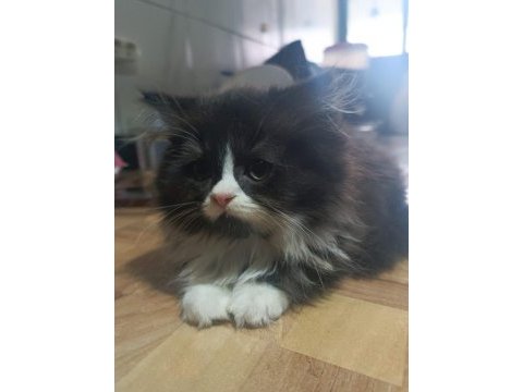 Erkek bi color british longhair