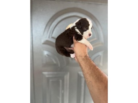 Kızıl border collie yavrular