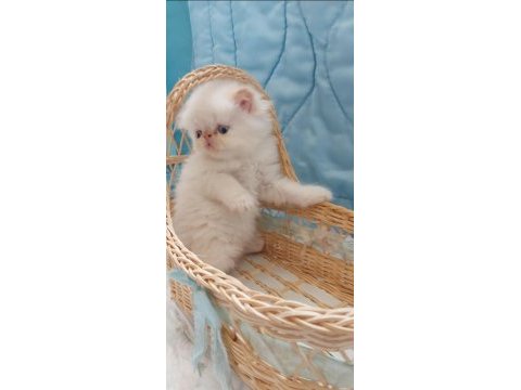 Biz büyüdük anne babamızı arıyoruz exotic shorthair